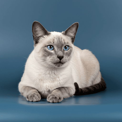 Blue Point Siamese cat